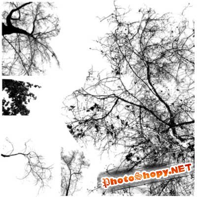 Кисти для фотошоп - Ветки деревьев