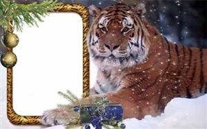 Рамка для фото – Тигр