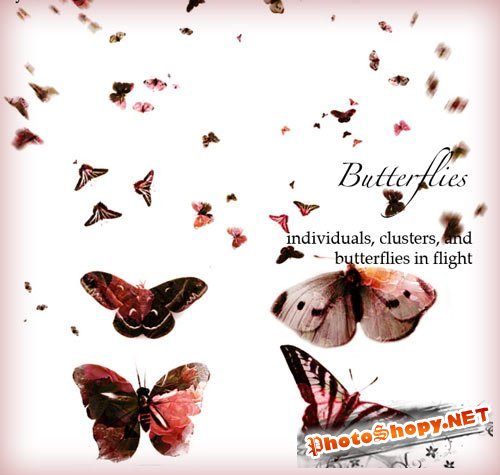 Brushes for Adobe Photoshop - Butterflies