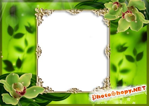 Рамка для фотошоп – Зеленая с орхидеями