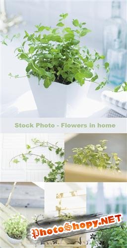 Stock Photo - flowers in home
