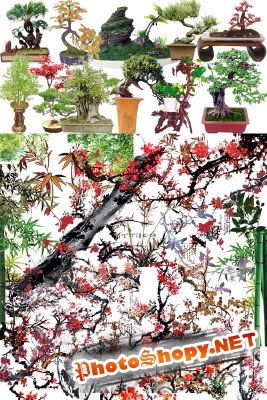 Bonsai & Japanese Nature PSD
