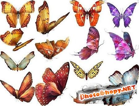 Бабочки PSD - Butterfly Set (Volume 2)
