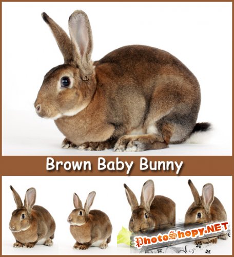 Brown Baby Bunny - Stock Photos