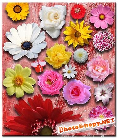 PNG Клипарты - Коллекция цветов02