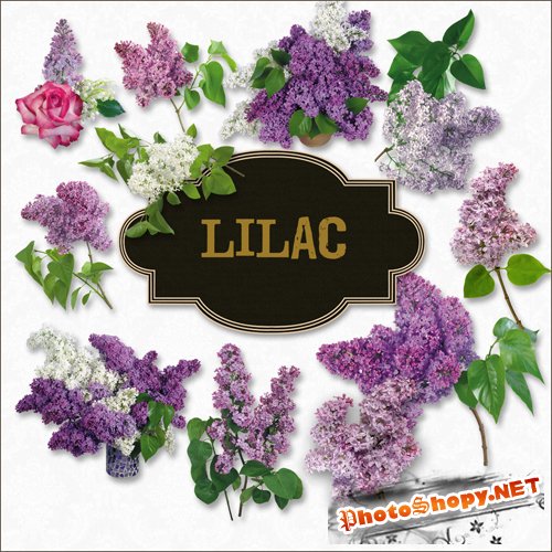 Scrap-kit - Lilac Set (PNG)