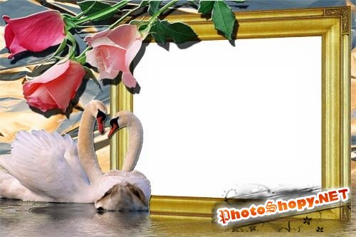 Рамка для фотошопа-Розы и лебеди