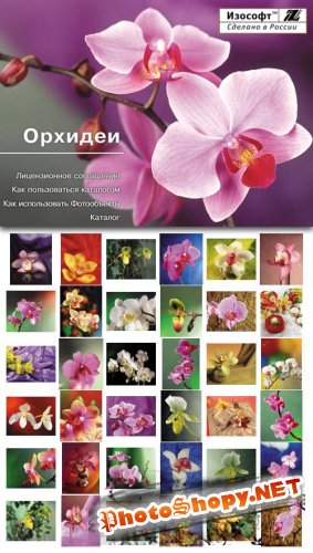 Izosoft - Orchids (IZ085)
