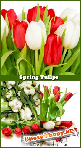 Spring Tulips - Stock Photos