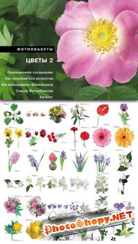 Izosoft - Flowers 2 (IZ047)