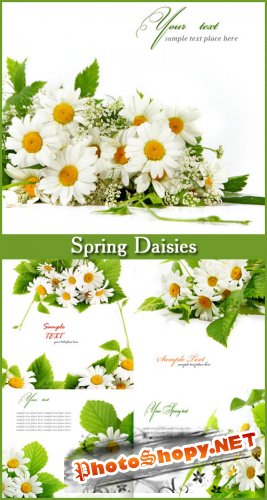Spring Daisies - Stock Photos