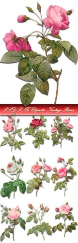 PSD/PNG Cliparts - Vintage Roses
