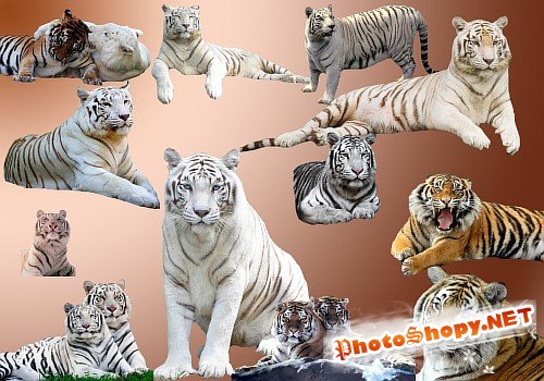 Клипарт Тигры для фотошопа в формате PSD