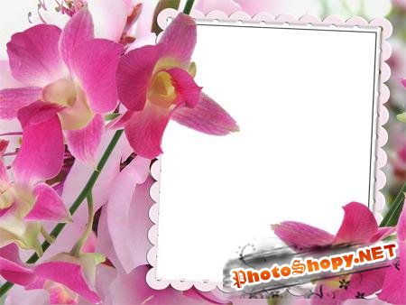 Рамка для фотошопа - Розовые цветы