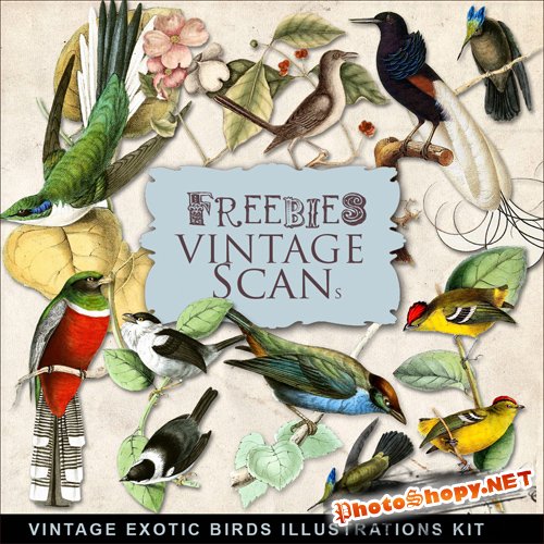 Scrap-kit - Vintage Exotic Birds Illustrations