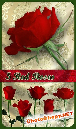 PNG Клипарт - Прекрасные красные розы (на прозрачном фоне)