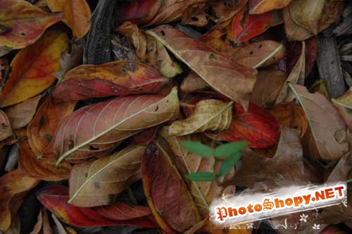 Набор текстур увявшей листвы