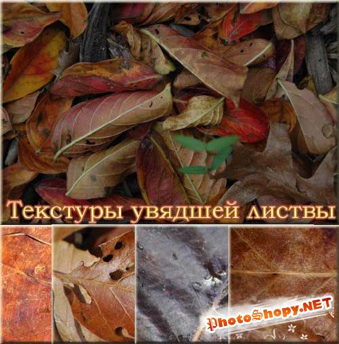 Набор текстур увявшей листвы