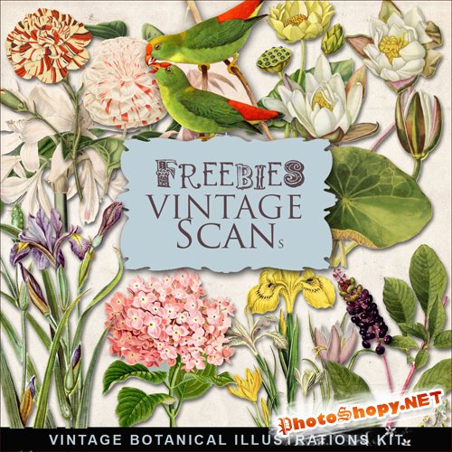 Scrap-kit - Vintage Botanical Illustrations #3