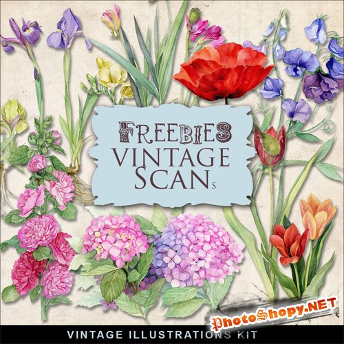 Scrap-kit - Vintage Flowers Illustrations #11