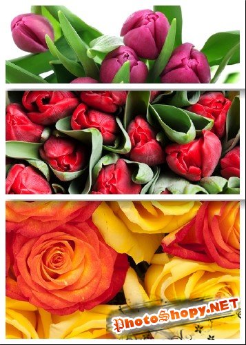 Розы и нераспустившиеся тюльпаны - фотосток | Flowers and tulips