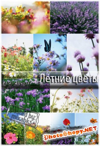Летние цветы | Summer fields (UHQ clipart)