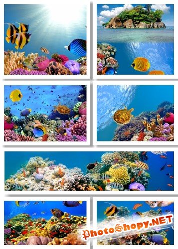 Подводный мир с разноцветными рыбами - фотосток | Underwater World