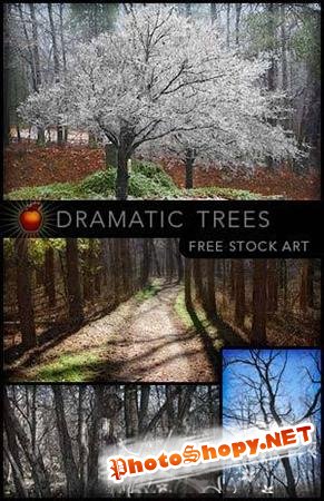 Dramatic Tree Stock Photos