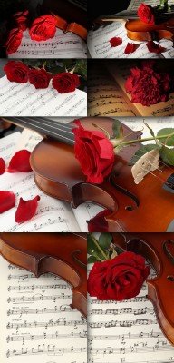 Notes, roses and the Violin