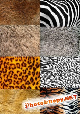 A set of textures wild animals