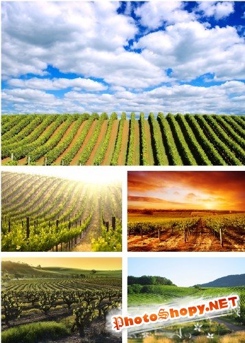 Виноградники - растровый клипарт | Vineyard