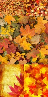 Texture backgrounds autumn leaves # 2