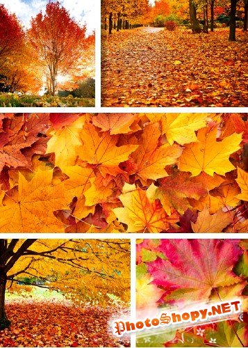 Фотосток - Осенние  листья и деревья | Amazing Autumn