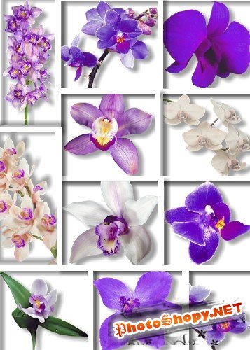 Растровый клипарт -  Орхидеи | Purple Orchid