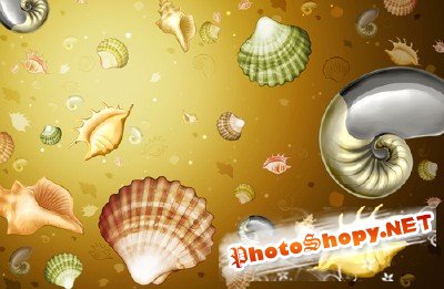 Sources - Sea Shells