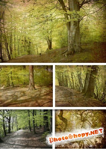 Растровый клипарт - Магический лес |  Magic forest