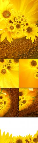 Sunflowers Photo Cliparts