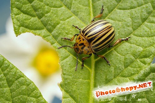 Stock photo - сборник отличных клипартов природа, насекомые, животные