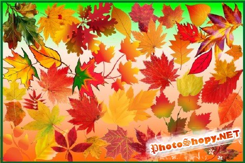 Клипарт - Осенние листья