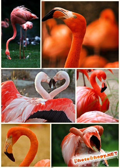 Растровый клипарт - Фламинго экзотические птицы