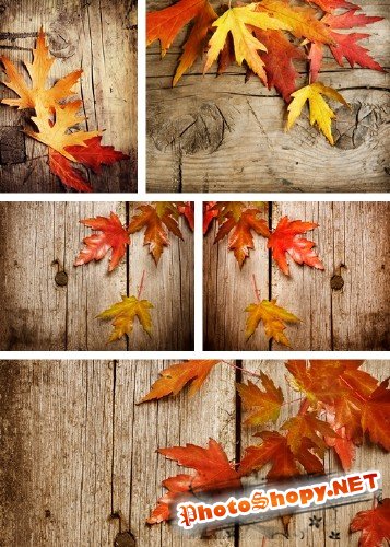 Осенние листья японских кленов на деревянном фоне - фотосток