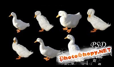 PSD 7 Ducks