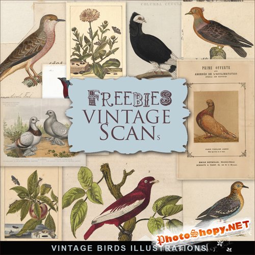 Scrap-kit - Vintage Birds Illustrations #2