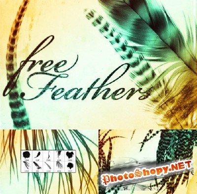 Free feathers