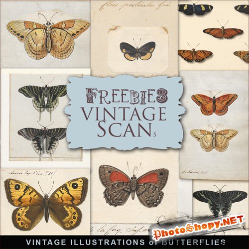 Scrap-kit - Vintage Illustrations Of Butterflies