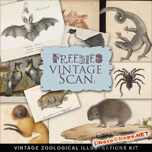 Scrap-kit - Vintage Zoological Illustrations #2