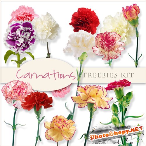 Scrap-kit - Carnations