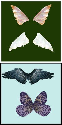 Butterfly wings pack # 1