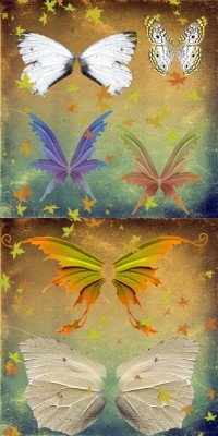 Psd autumn butterfly wings set