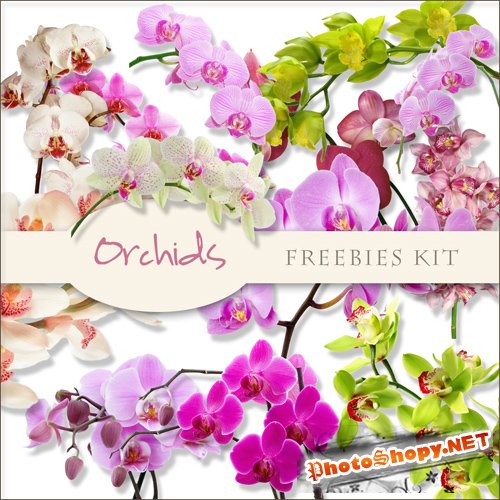 Scrap-kit - Orchids Images #1